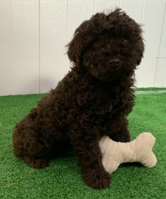 comprar cachorros sanos, baratos y asequibles para la venta